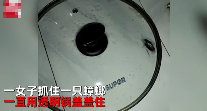 蟑螂被盖在锅盖下20天什么情况?终于真相了,原来是这样!