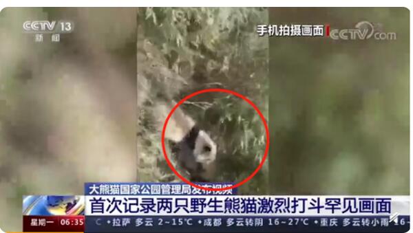 奶团子拼了！野生大熊猫为争配偶激烈打斗 
