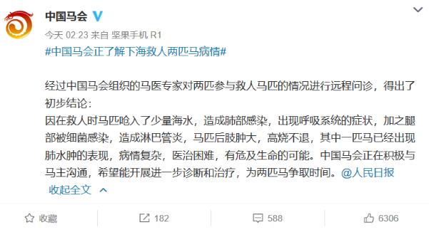 马主人回应下海救人两匹马去世，回应说了什么？具体什么情况？