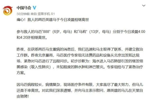 马主人回应下海救人两匹马去世，回应说了什么？具体什么情况？