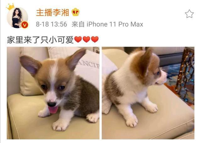 【壁咚事件】李湘王岳伦名下公司已注销,王岳伦玩暧昧女主角正脸曝光