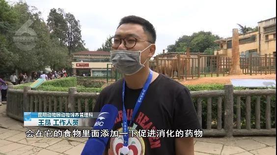 令人气愤！游客用裹塑料袋苹果投喂大象