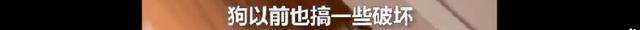 哈士奇把主人77岁奶奶气进医院 曾称自己的哈士奇跟别的不一样