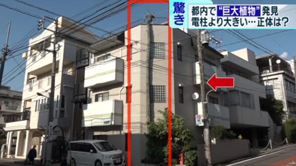 【吃瓜围观】日本街头仙人掌长到3层楼高上热搜