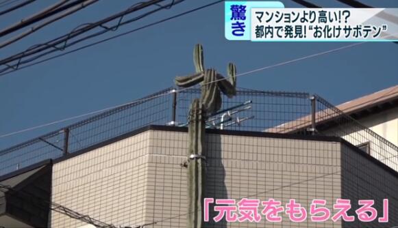 【吃瓜围观】日本街头仙人掌长到3层楼高上热搜