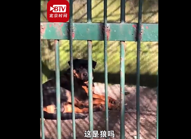 狼换成了狗！湖北一动物园以狗充狼，园方回应：狼已老死，狗无处可放