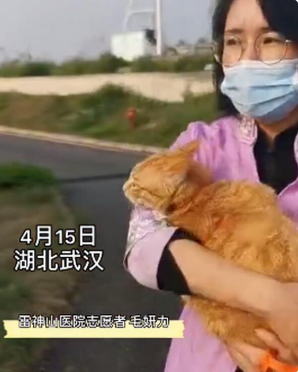 大橘为重!雷神山流浪小奶猫一年后成胖橘，霸气雷神喵引围观
