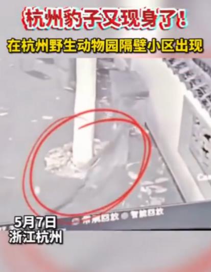 官方：三只金钱豹外逃，已追回一只！动物园负责人被控制