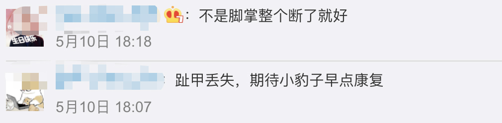 专家：第3只豹子，可能已经死亡
